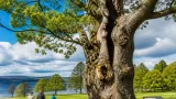 200-year-old Balloch Park ash shortlisted for Woodland Trust Tree of the Year
