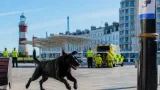 79-year-old man seriously injured by unleashed dog on Armada Way; police seek walker
