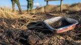 Charred natterjack underlines Sefton warning as rangers plead for ‘flame‑free’ borough