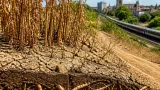 Drought and heatwaves may be helping Japanese knotweed resurge across Norfolk
