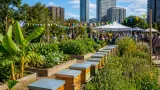Elephant and Castle estate turned into thriving ‘garden’ with bananas, beehives and events