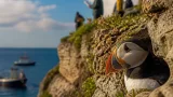First puffin chick seen on Dorset cliffs in 30 years gives conservationists fresh hope