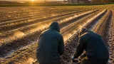 Lincolnshire study shows low-level seawater irrigation can help soils cope with rising salinity