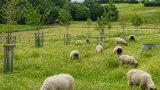 Maidstone council trials Portland sheep to manage meadow in Sutton Valence