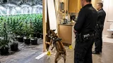 Police dog leads officers to man hiding in Aberbargoed cannabis factory; three-figure crop found