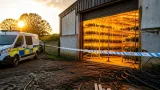 Police seize ~1,500 cannabis plants in large illegal farm at disused Burbage poultry unit