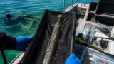 Rare Bronze Age sword recovered off Devon coast to be conserved and given to British Museum