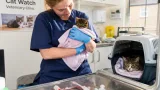 Rescue kitten recovered after life-saving blood transfusion from blind Bradford cat
