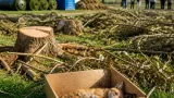 Rutland residents angered after mature trees felled during park upgrade