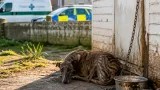 Starving lurcher rescued from Merthyr yard after being found ‘skin and bones’