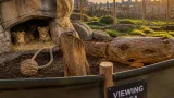 Three African lion cubs born at Blackpool Zoo — first in over a decade