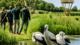White storks released at Willington as Derbyshire hopes for breeding comeback