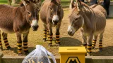 Wolves socks help donkeys fend off flies and cut vet bills at local charity