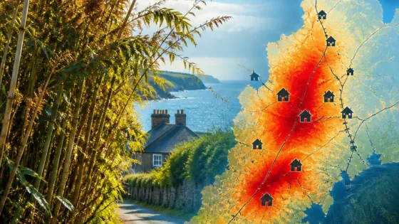 Cornwall hotspots mapped as Japanese knotweed confirmed in 1,259 locations