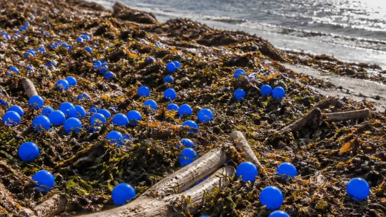 Dozens of bright blue cleaning balls from Hartlepool power station wash up on Redcar beaches