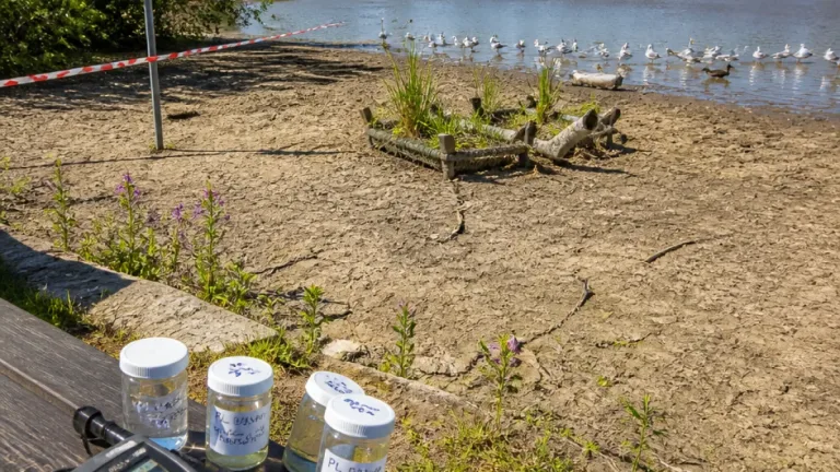 Lewes council monitors Pells Lake as low water and heatwave strain wildlife