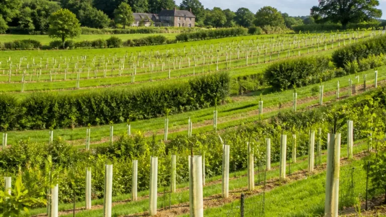 More than 80,000 trees planted across Derbyshire in second Heartwood season